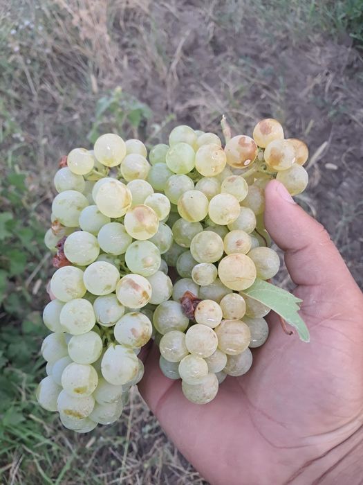 Vând struguri de vin