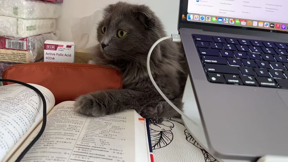 Отдать кота в добрые руки