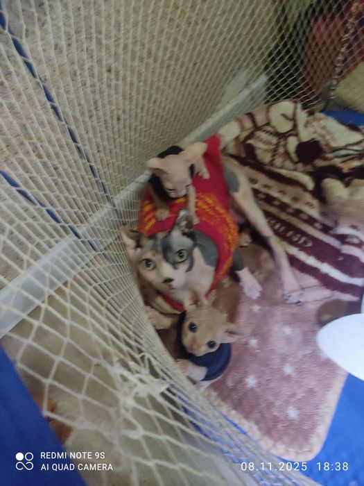 Котята канадский сфинкс,родились 8 октября  две девочки