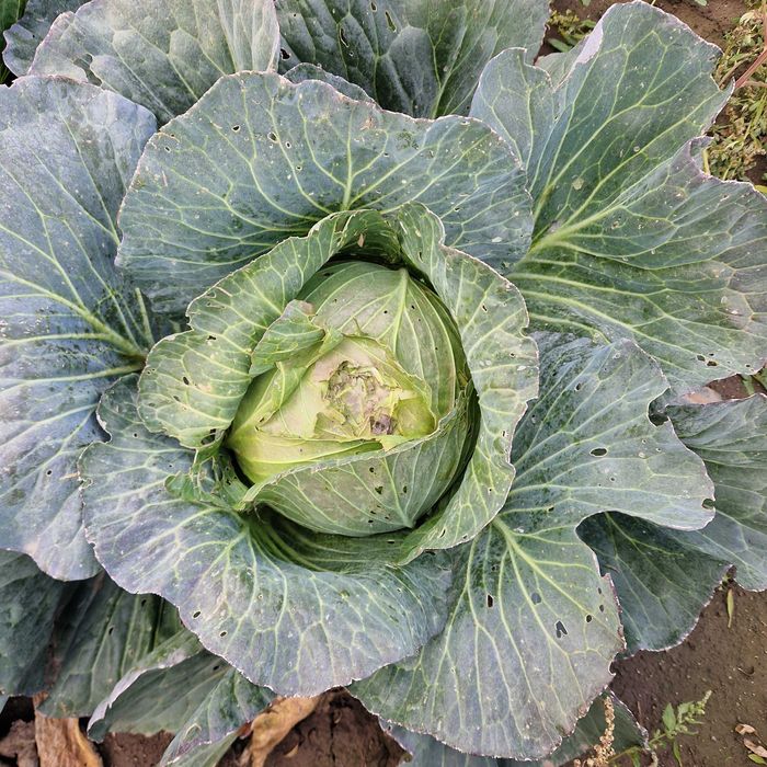 Cartofi consum alb, si varza pt animale