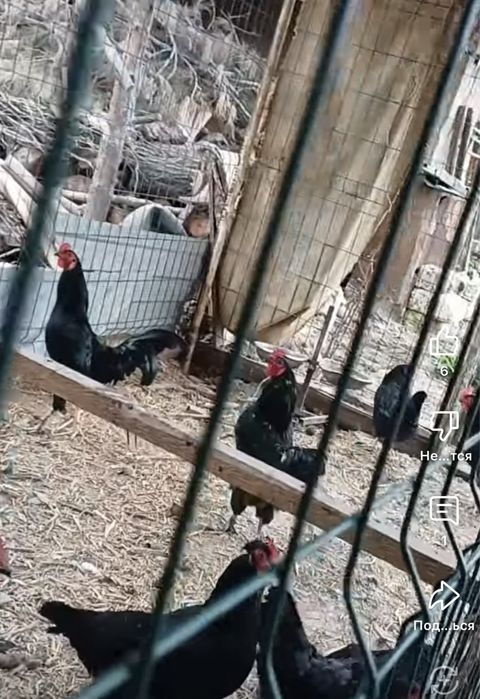 Dakan xoroz va tovuqlar