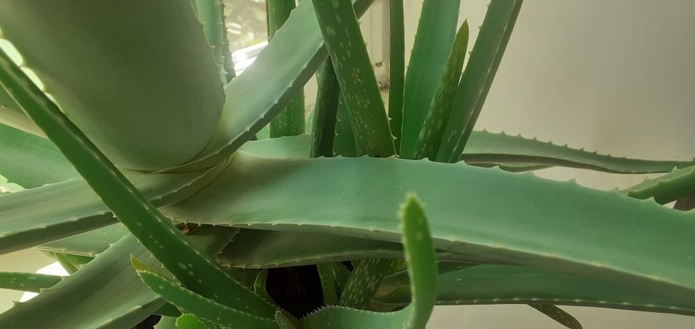 Срочно продам взрослый алоэ!