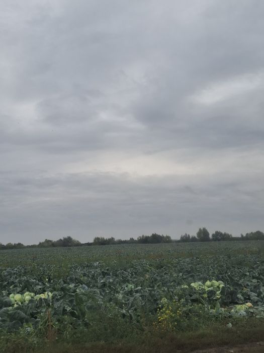 Varza românească