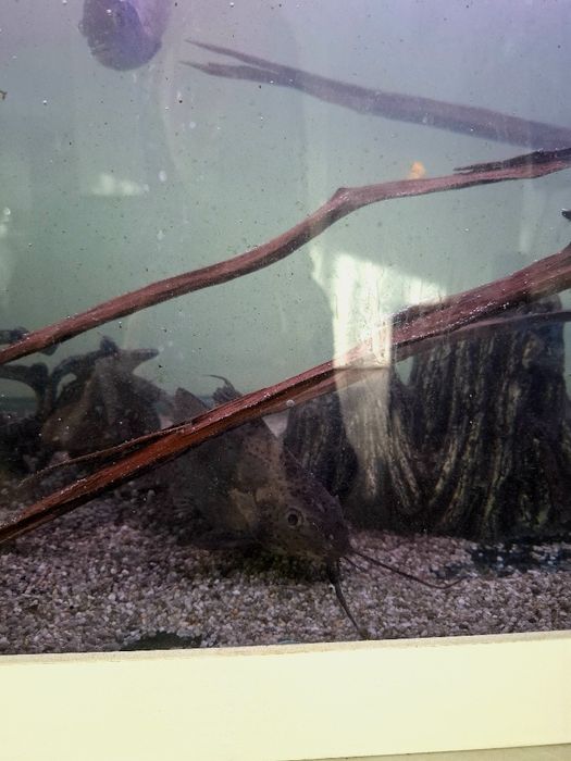 Аквариум с цяло оборудване