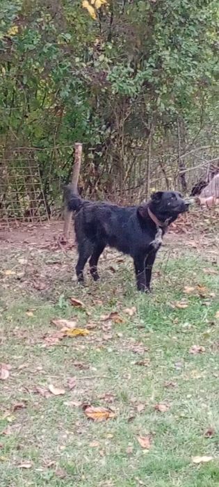 Disponibili pereche Ciobanesc corb