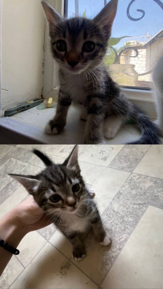 Ищут дом 5 чудесных котят