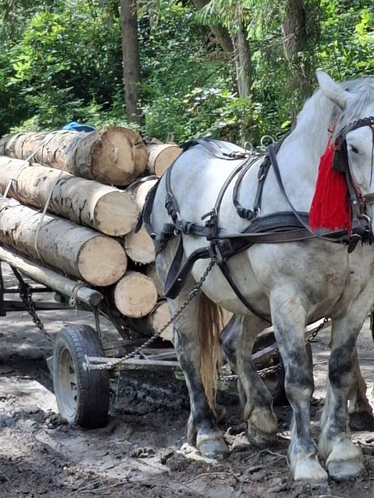 De vânzare iepe de pădure