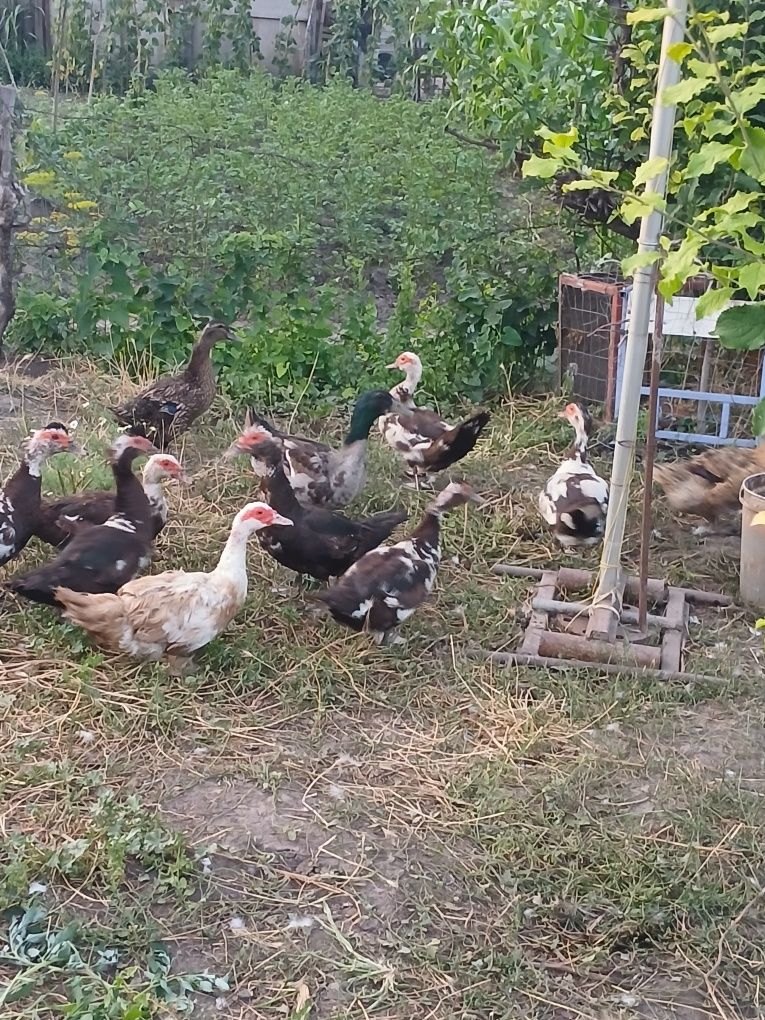 Vând rațe și rățoi.