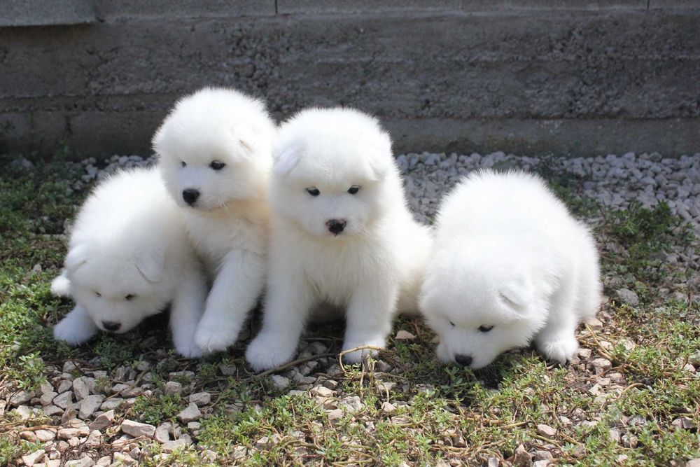 самоед бебета чистокръвни