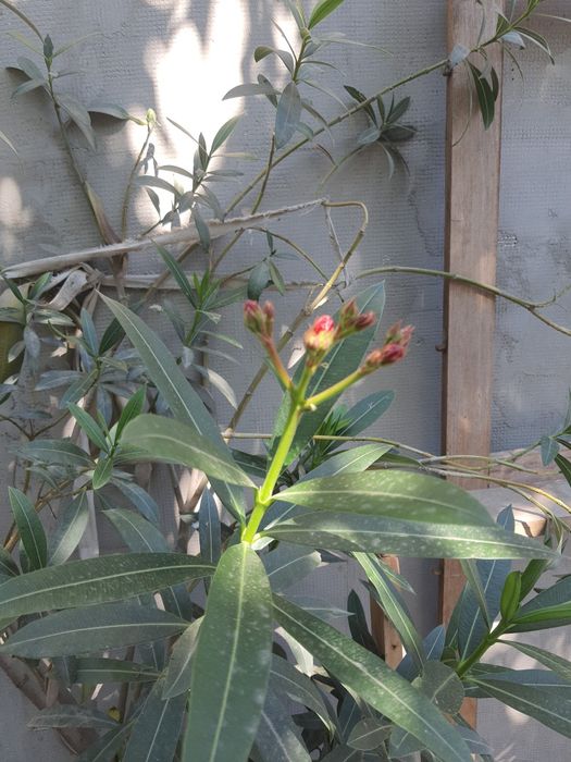 Leandru roz de 1, 5m și 2m