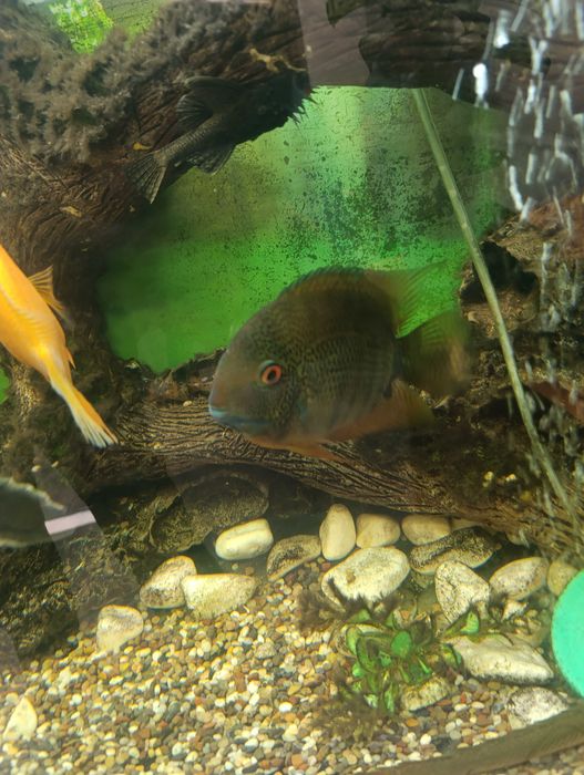 Ложный дискус 2 штуки