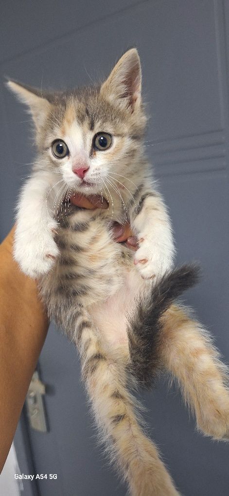 В добрые руки котенок девочка