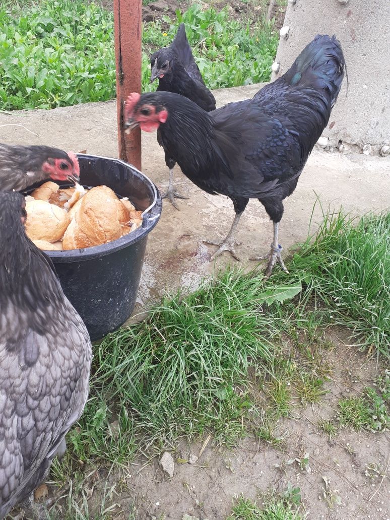 Cocosei australorp