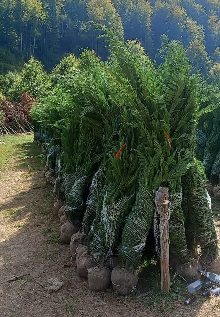 Catalpa tei mesteacăn leylandy gazon etc