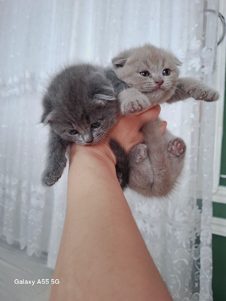 Очаровательные шотландские вислоухие котята ищут дом!