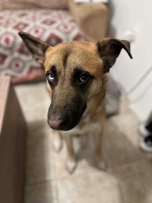 Страхотен Шарено-Очко търси Дом