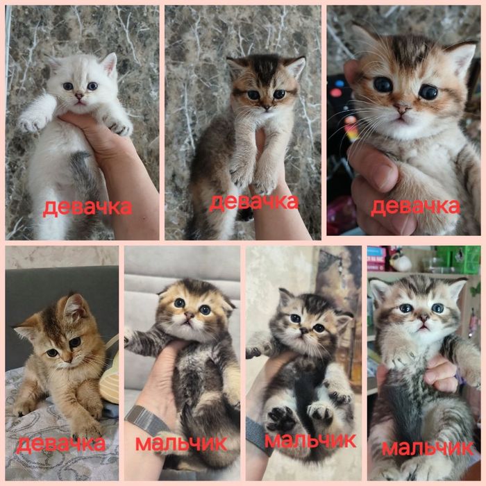 продаю  котят шиншил