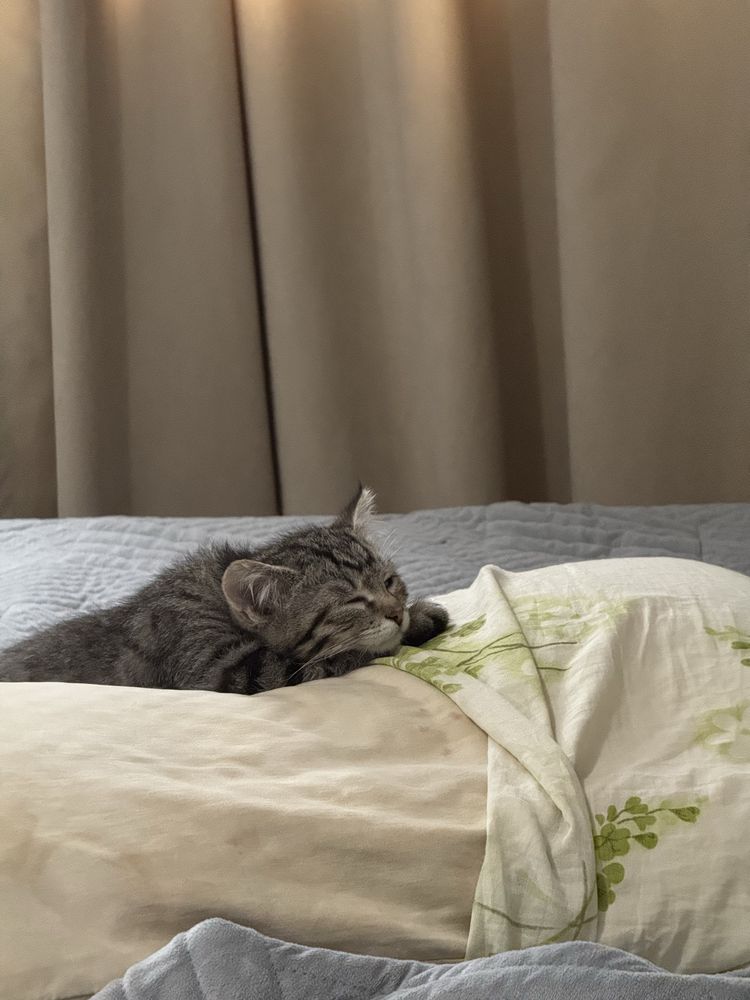 Котенок 3,5месяц мальчик