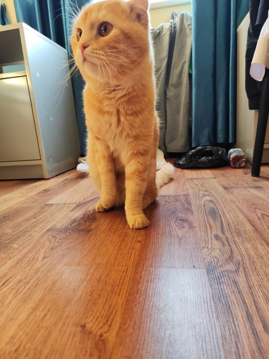 Mushuk, шотландский, кот, zotdor mushuk, Shotlandskiy.     KELISHILADI