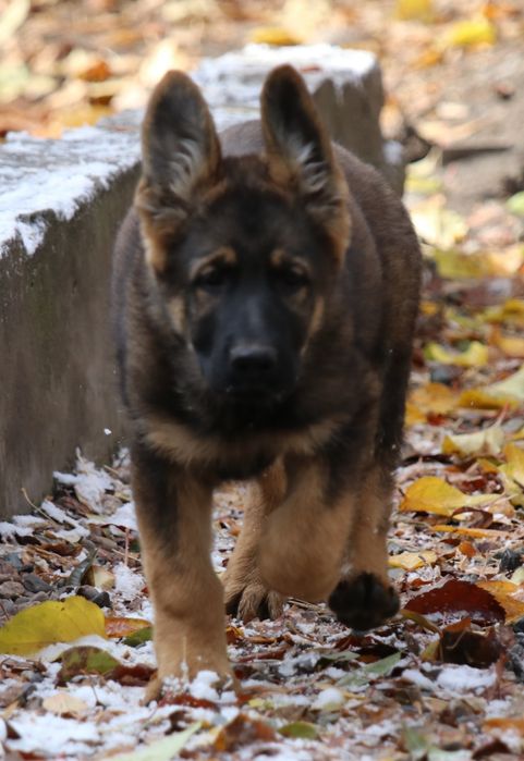 Щенки Немецкая Овчарка Рабочее Разведение. крови ГДР линии