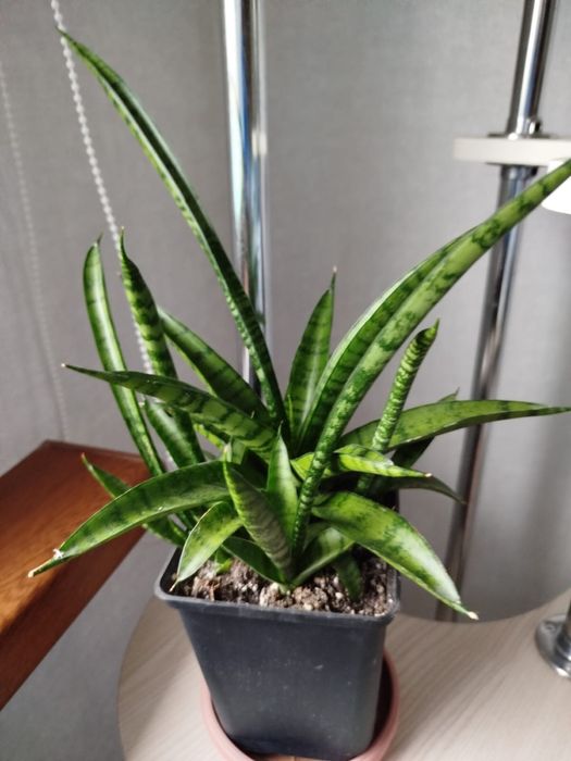 Продам комнатный цветок