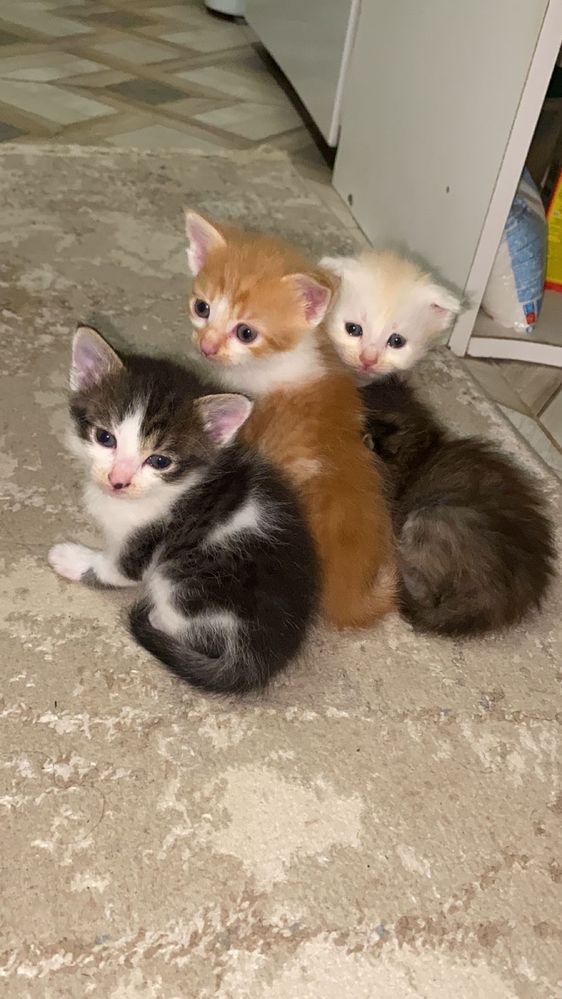 Котята в добрые руки