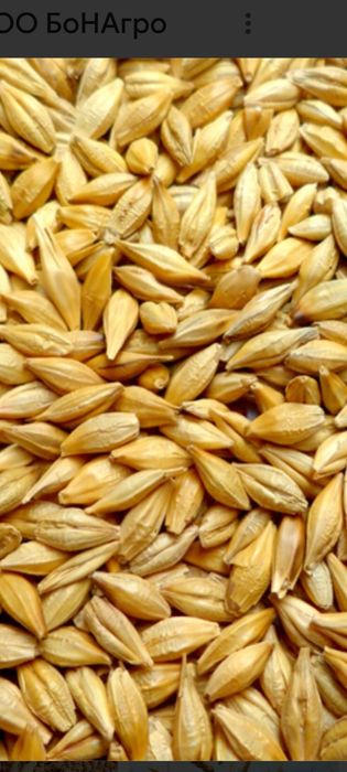 Продам зерно срочно