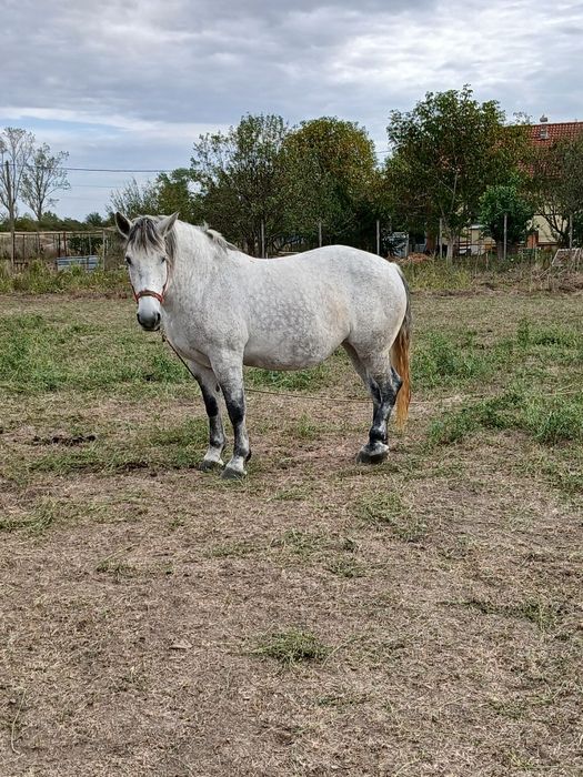 Vând mânzâ sura de trei ani jumate