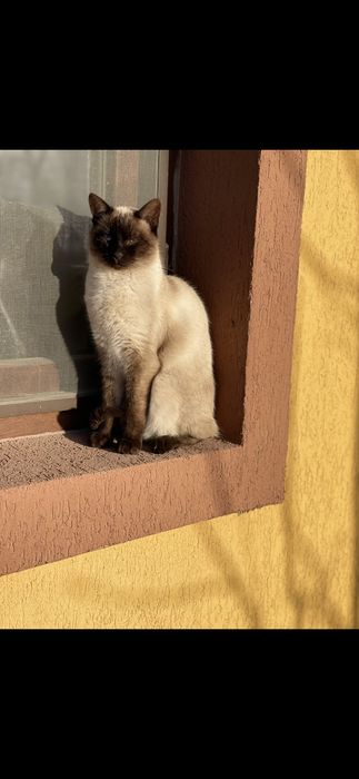 pisica siameza 3 ani