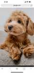 Cățelusa Maltipoo