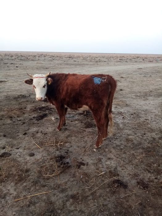 Қашар сатылады бағасы 350 000 тг