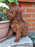 Pudel/caniche pitic