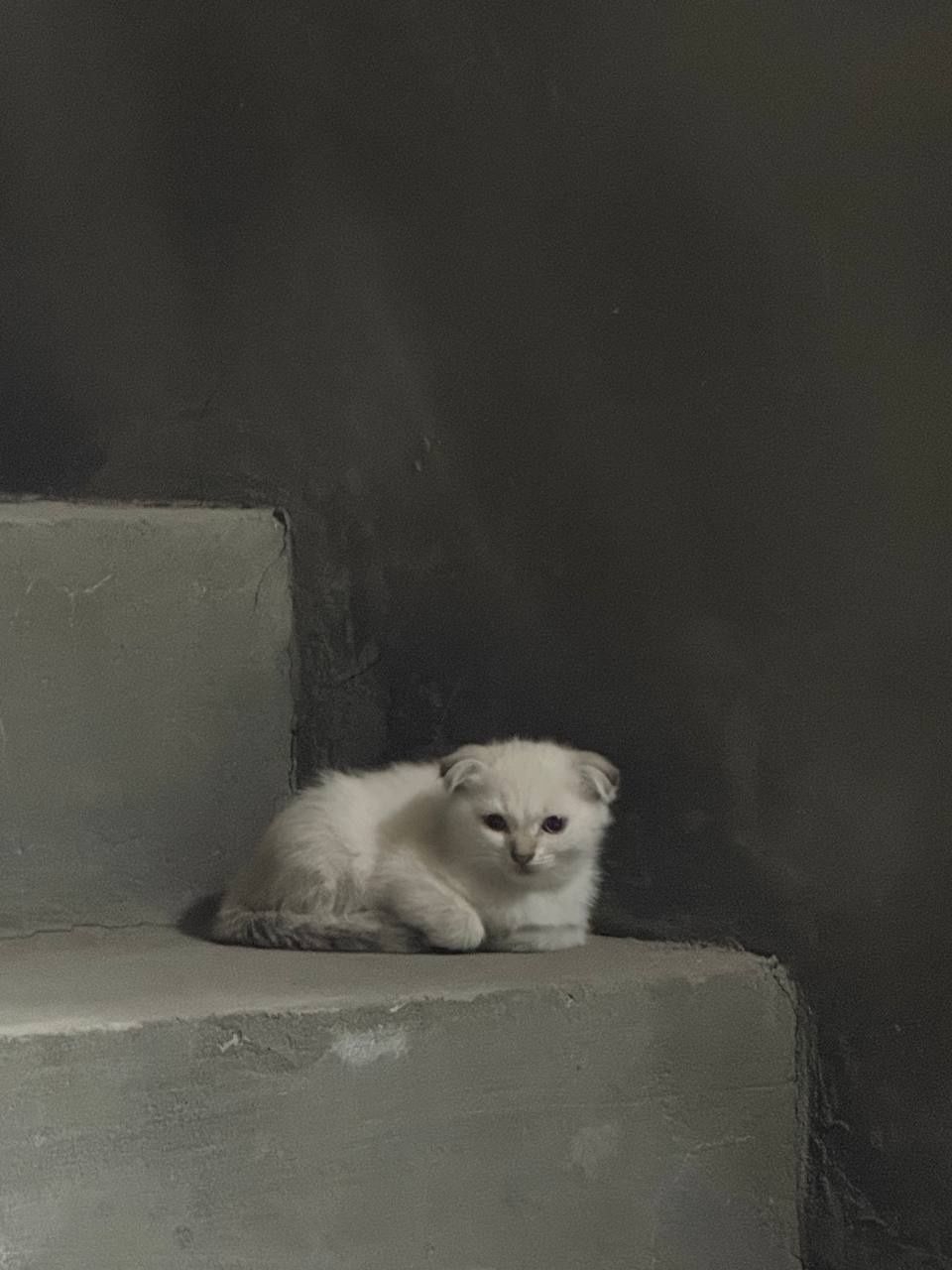 Котят 2-месячный