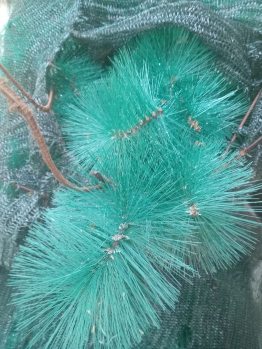 Archa shohi (ветки елки) balandligi 10m