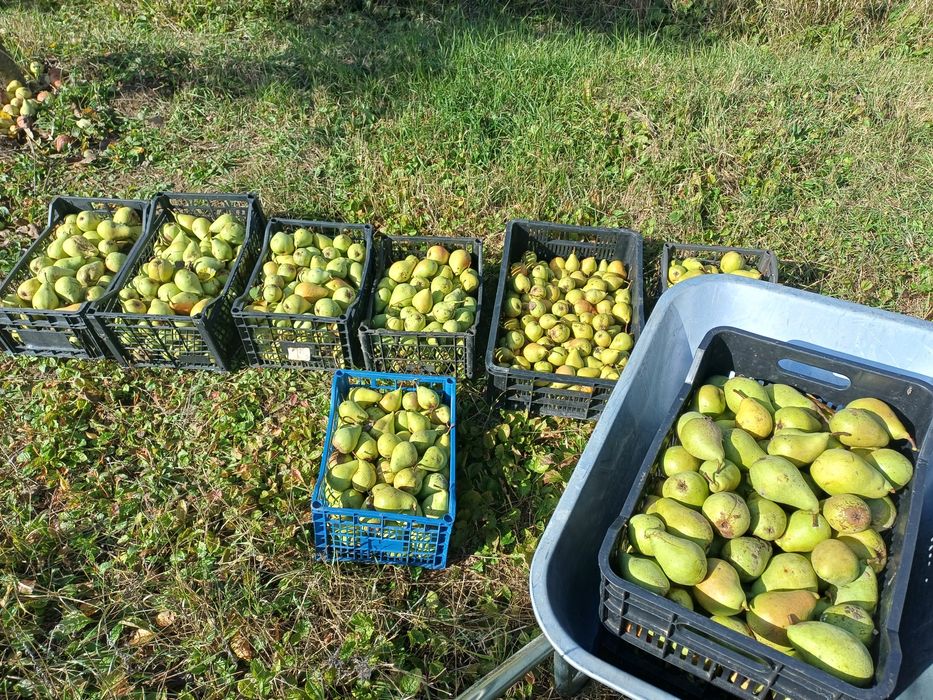 Vand pere bio ( nestropite)