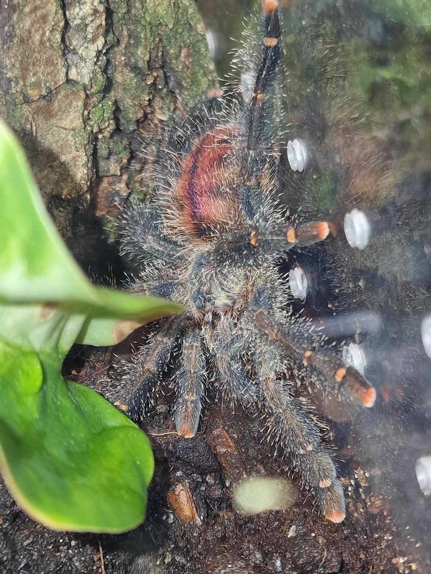 Tarantula Avicularia juruensis