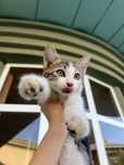 котёнок 3 месяца