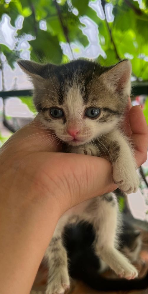 Котята 4 мальчика и 1 девочка