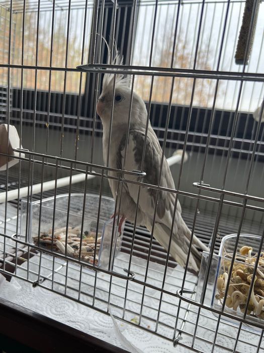 корелла ручной катта қафаси бн 500 мингга бервораман. (факат куш 300)