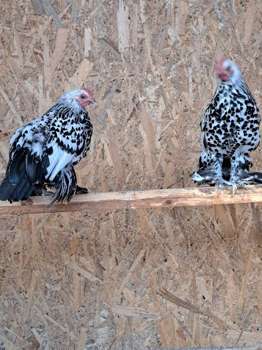 Vând familie mii de flori.