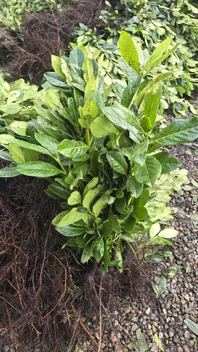 Laur Englezesc NOVITA 60-80cm