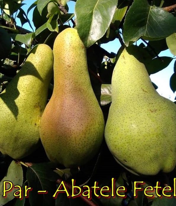 Pomi Fructiferi Străvechi Glia Strămoșească (Soiuri De PĂR)