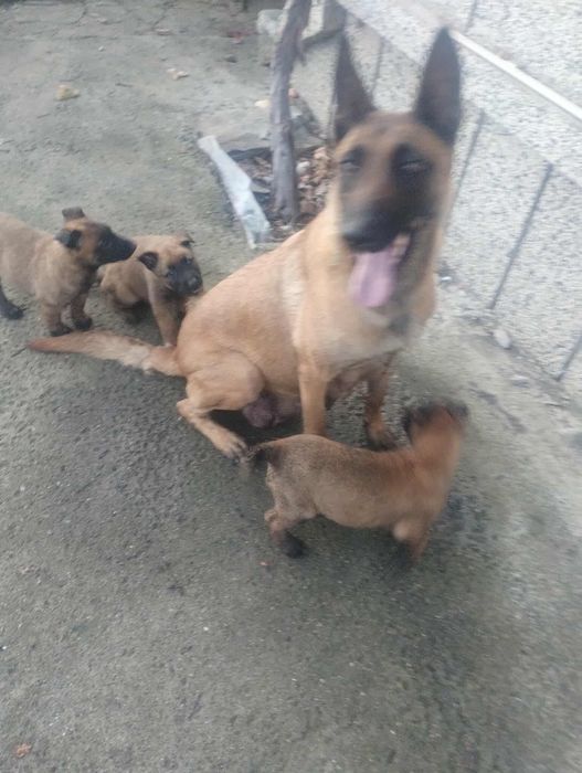 Продавам белгийски овчарки