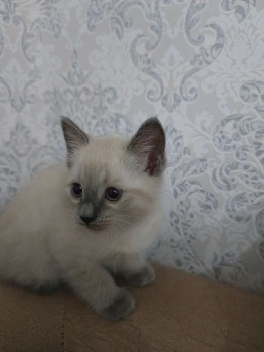 Продается котенок срочно!