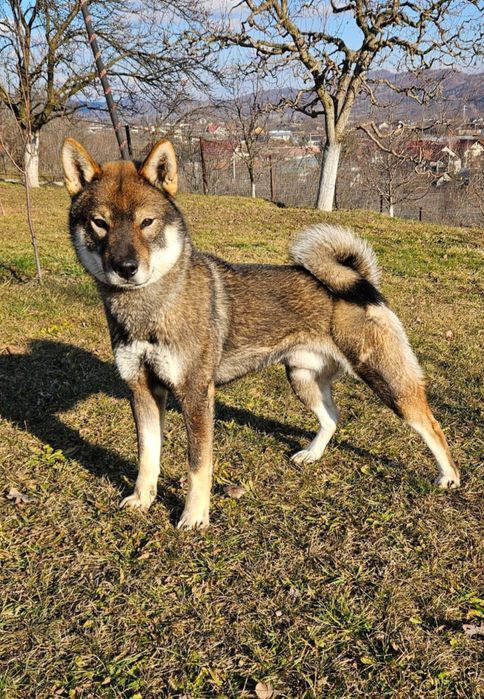 Mascul rasa japoneza