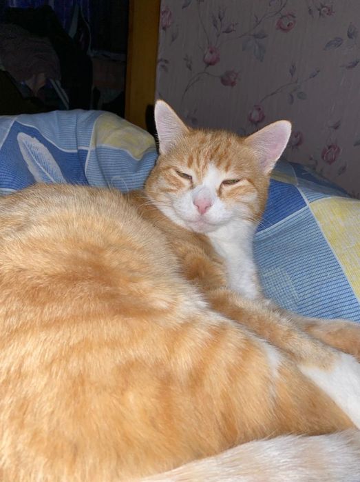 Ищу хозяина  на временную передержку кота