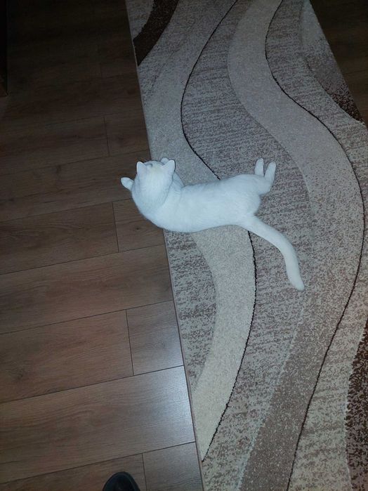 Подарявам Белгийско мъжко коте