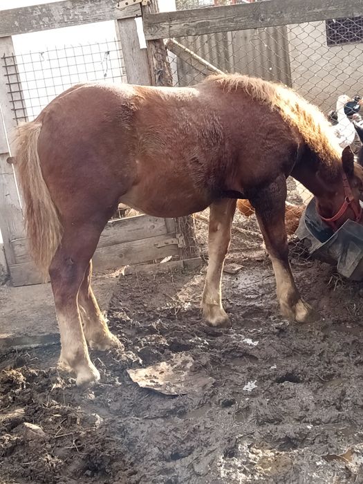 Manz de 6luni de vanzare