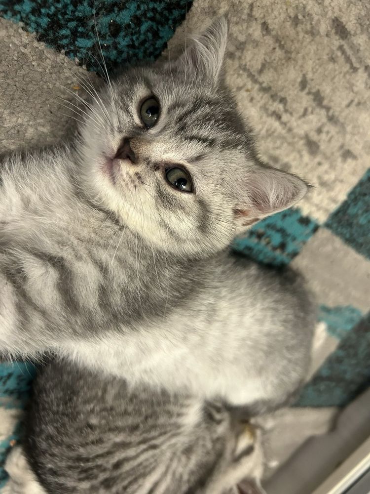 British shorthair taby