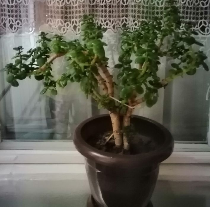 Домашний цветок с горшком